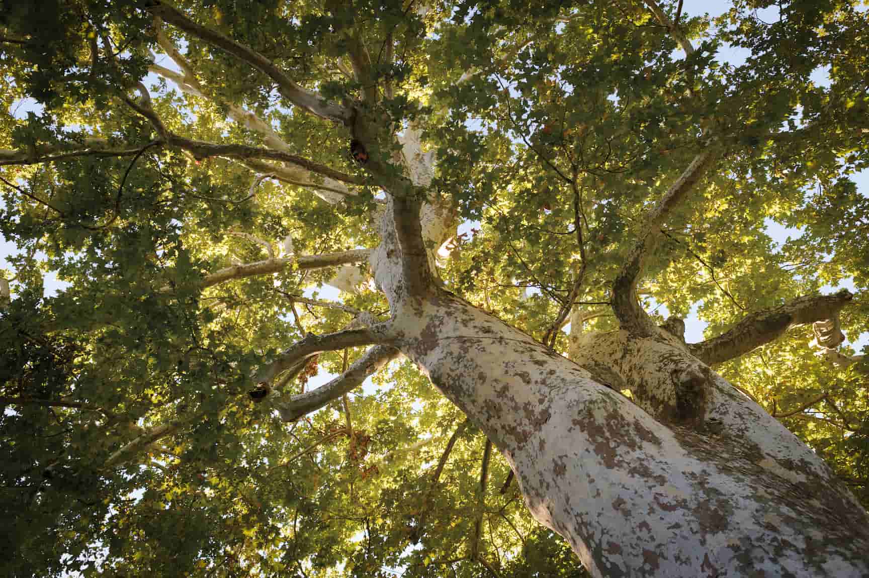 Sycamore tree canopy viewed from below
